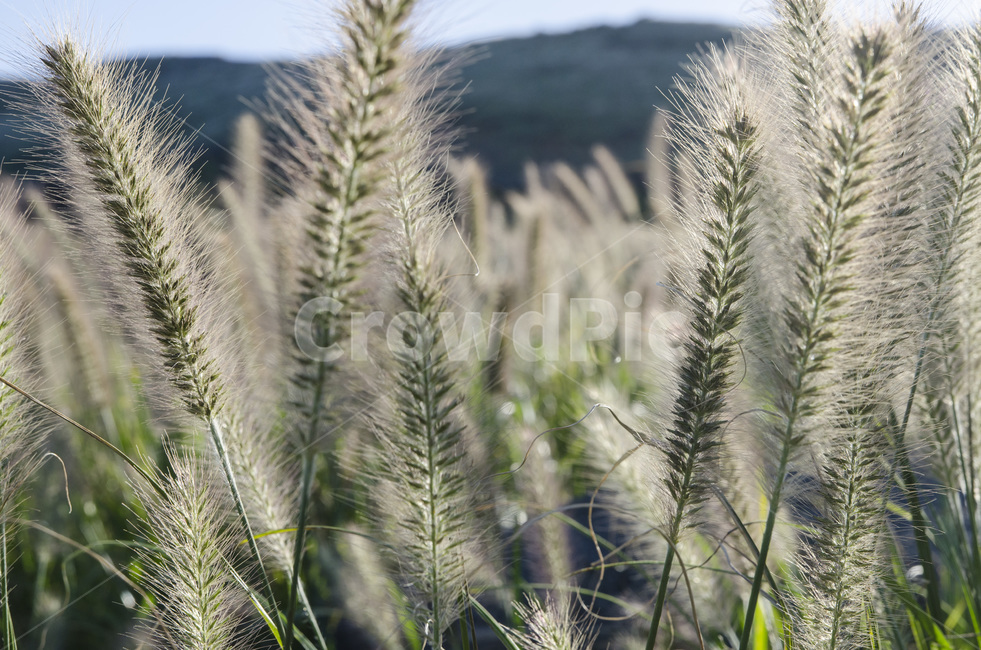 제주,자연,풍경,풀,강아지풀,식물,자연,풍경,nature,landscape,plant,grass,잔디,lawn