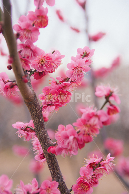 red plum blossom,spring,spring flowers,red,pink,plant,plum blossom,red flower,flower