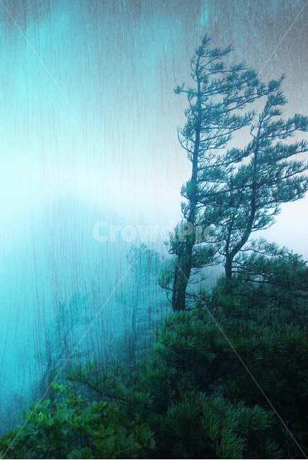 비오는날,빈티지,감성,나무,숲,레인,비,vintage,rainyday,rain,우요일,안개,fog,foggy,산,마운틴,소나무,비바람,여름날,소나기,비내리는,장마비,일기예보,기상,바탕,배경,백그라운드,feeling,emotion,sensible,느낌,필,분위기,자연,풍경,nature,landscape,비,비오는날,rain,rainy,outdoors,옥외