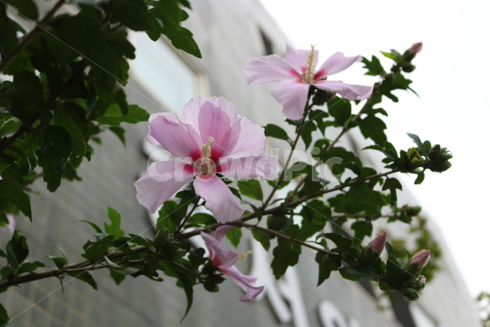 꽃,무궁화,식물,자연,flower,식물,자연,plants,nature,꽃,flower