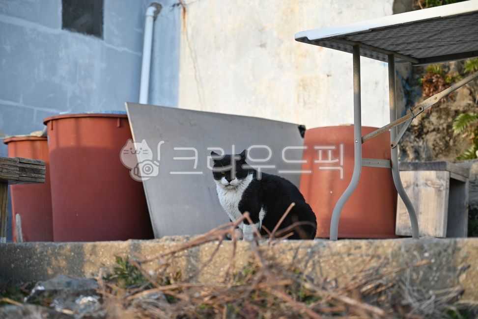 cat,animal,stray cat,thief cat,pet,companion animal,companion cat,cat,kitty,animal,kitten,meow