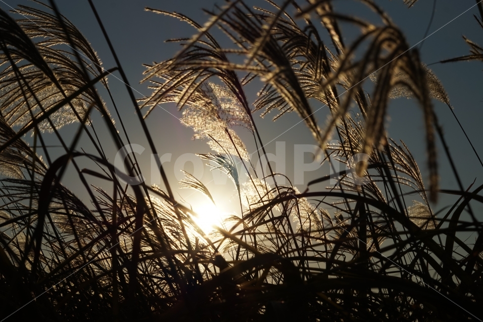 가을,억새,억새밭,하늘,감성,자연,풍경,햇살,빛,fall,silvergrass,sky,nature,sunshine,light,가을,계절,fall,autumn,season,식물,자연,plants,nature,감성,sensible,feeling,plant,grass,잔디,lawn