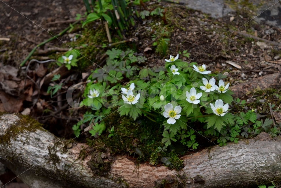 모데미풀,봄,야생화,꽃,청태산,강원도,봄꽃,고산야생화,감성,wildflower,산꽃,봄야생화,계곡,이끼,꽃말,슬픈추억,아쉬움,MegaleranthissaniculifoliaOhwi,금매화아재비,운봉금매화,식물,자연,식생,생태,식물,자연,plants,nature,꽃,flower