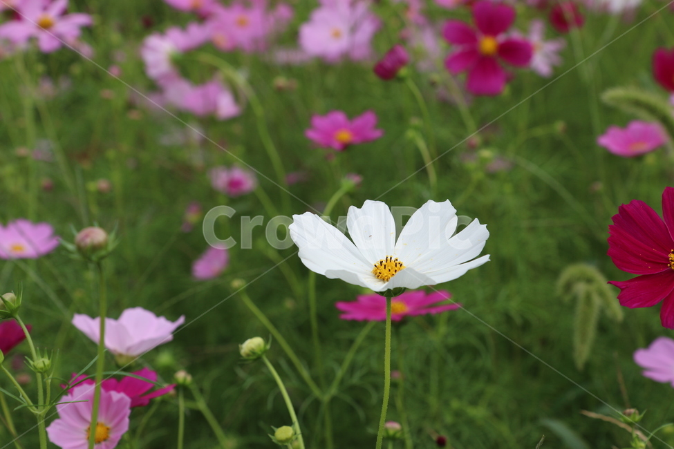 코스모스,식물,꽃,축제,풍경,소풍,가을,계절,fall,autumn,season,식물,자연,plants,nature,꽃,flower,plant,geranium,제라늄,blossom