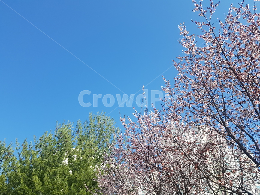 봄,바람,나무,따뜻함,하늘,꽃,여유로움,살랑살랑,파랑,초록,벗꽃,파릇파릇,햇빛,꽃몽우리