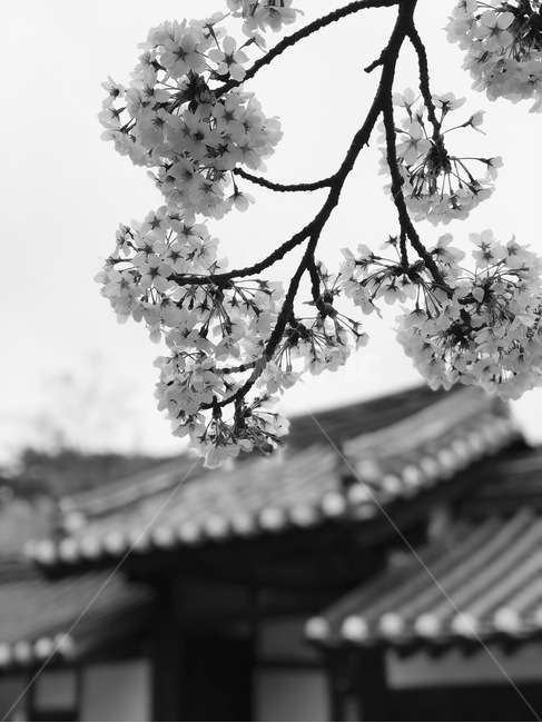 벚꽃,꽃,한옥,흑백,강릉,허난설헌,봄,계절,spring,season,식물,자연,plants,nature,꽃,flower,흑백,모노톤,monochrome,black and white,plant