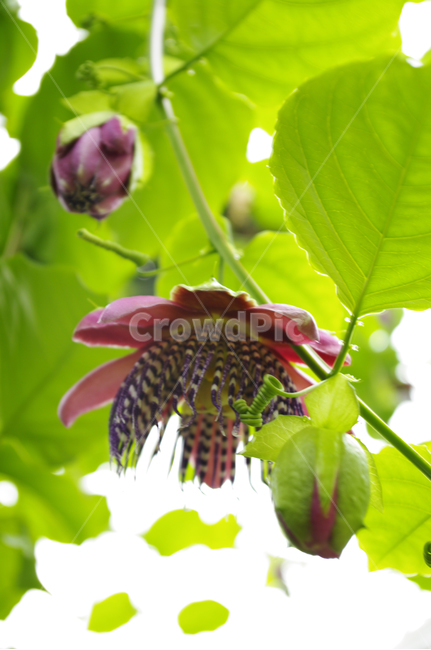 꽃,식물,flower,plant,color,시계꽃,식물,자연,plants,nature,꽃,flower