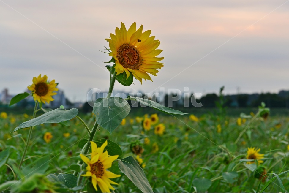 plant,식물,blossom,sunflower,해바라기,flower,꽃,여름,계절,노랑색,노랑,식물,자연,plants,nature,꽃,flower