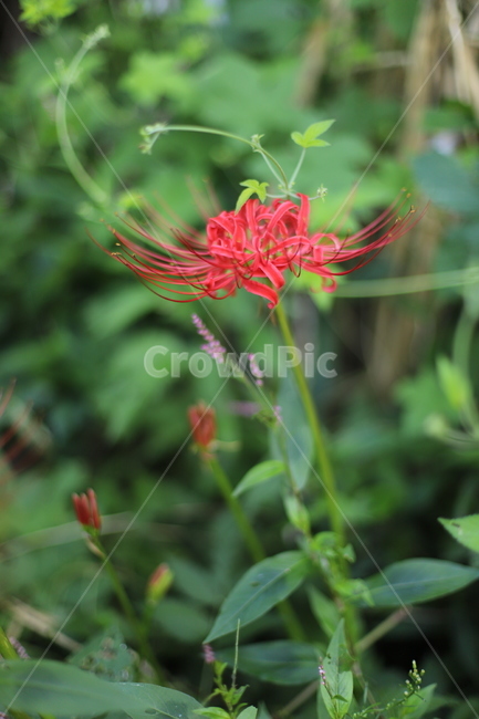 plant,식물,pollen,꽃무릇,석산,빨간꽃,붉은색,자연,꽃한송이,예쁜,꽃,초록잎,flower,식물,자연,plants,nature,꽃,flower
