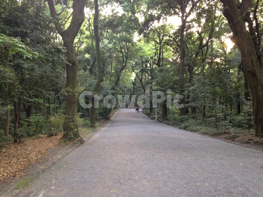 treelinedstreet,가로수길,나무들,나무길,공원산책길