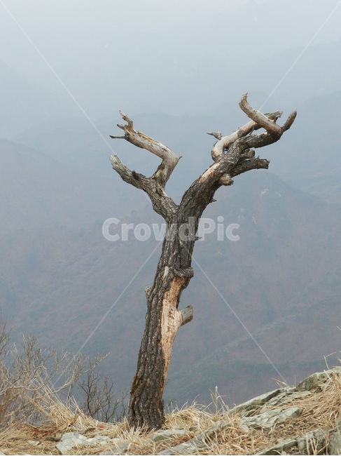 월악산,영봉,고목,나무,풍경,나무,trees,wood