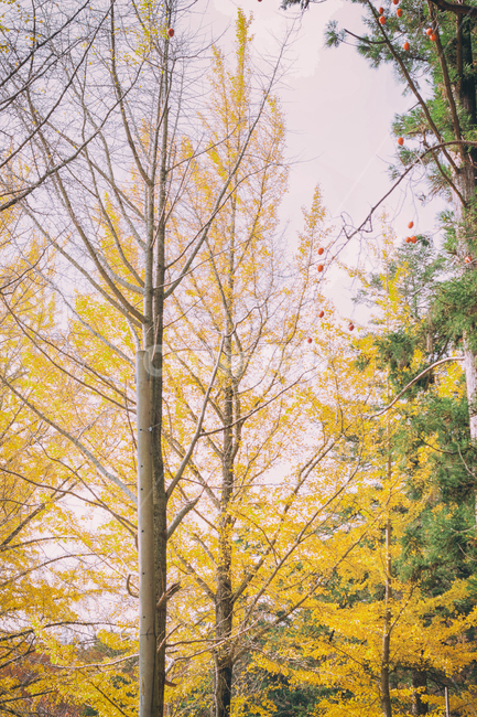 가을,계절,나무,단풍,낙옆,은행,은행나무,자연,풍경,fall,autumn,tree,seasons,maple,nature,landscape,forest,숲,가을,계절,fall,autumn,season,식물,자연,plants,nature,나무,trees,wood,plant,tree trunk,나무 줄기
