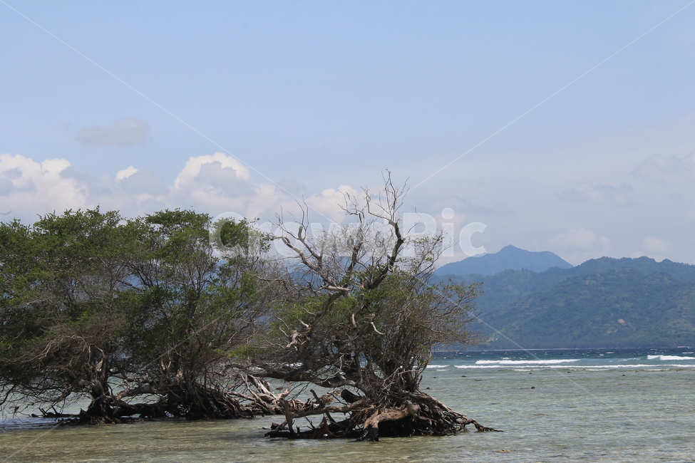 인도네시아,길리,해변,나무,나무해변,indonesia,gili,beach,beachandtree,vacation,nature,sea,고즈넉