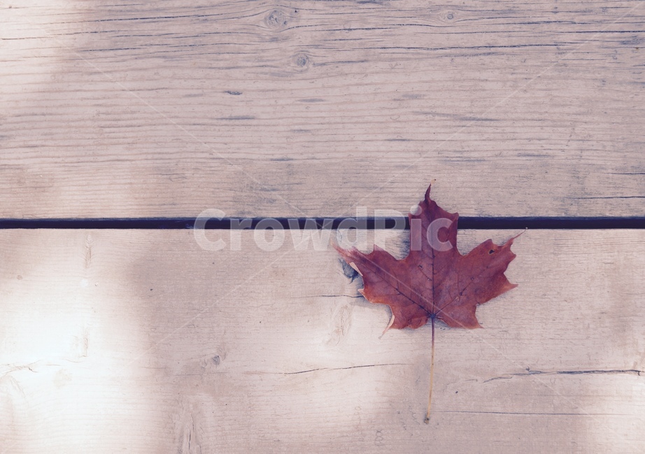단풍,단풍잎,나무,낙엽,가을,maple,fall,autumn,계절,식물,감성