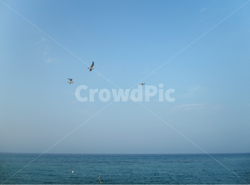 제주도,바다,갈매기,자연,풍경,하늘,새,자연,풍경,nature,landscape,동물,animal,조류,새,birds,leisure activities,레저 활동,adventure,모험,flying,나는,bird