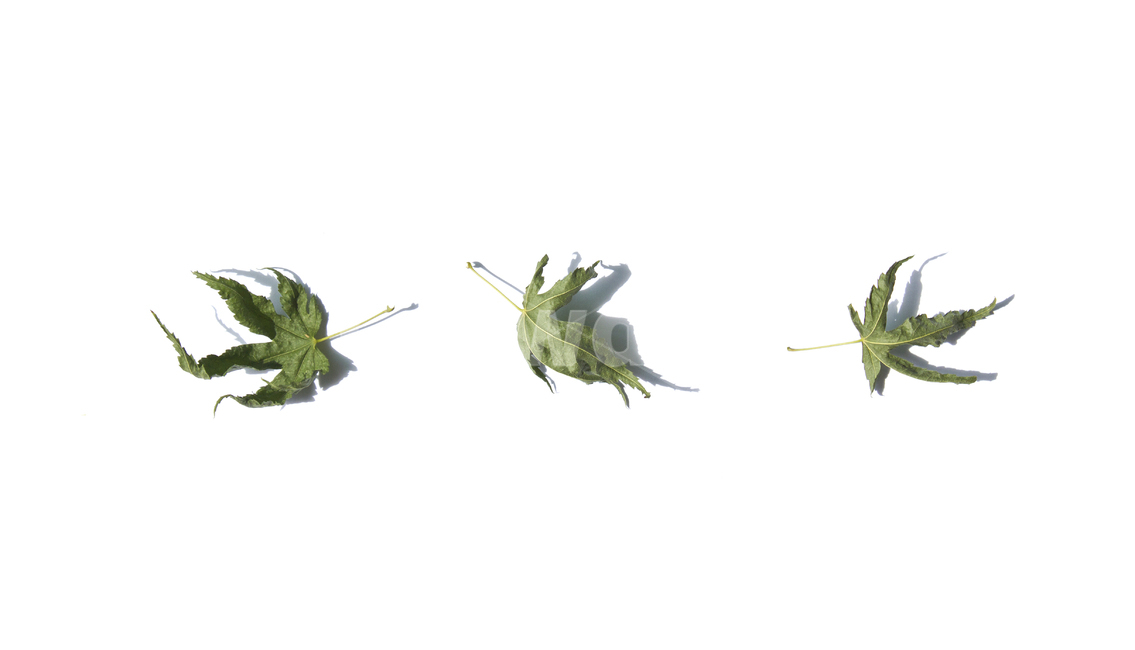 마른,말린,단풍잎,단풍,나뭇잎,잎,잎사귀,이파리,자연,식물,흰배경,떨어진,시든,시들다,녹색,그린,초록색,탑,탑뷰,탑앵글