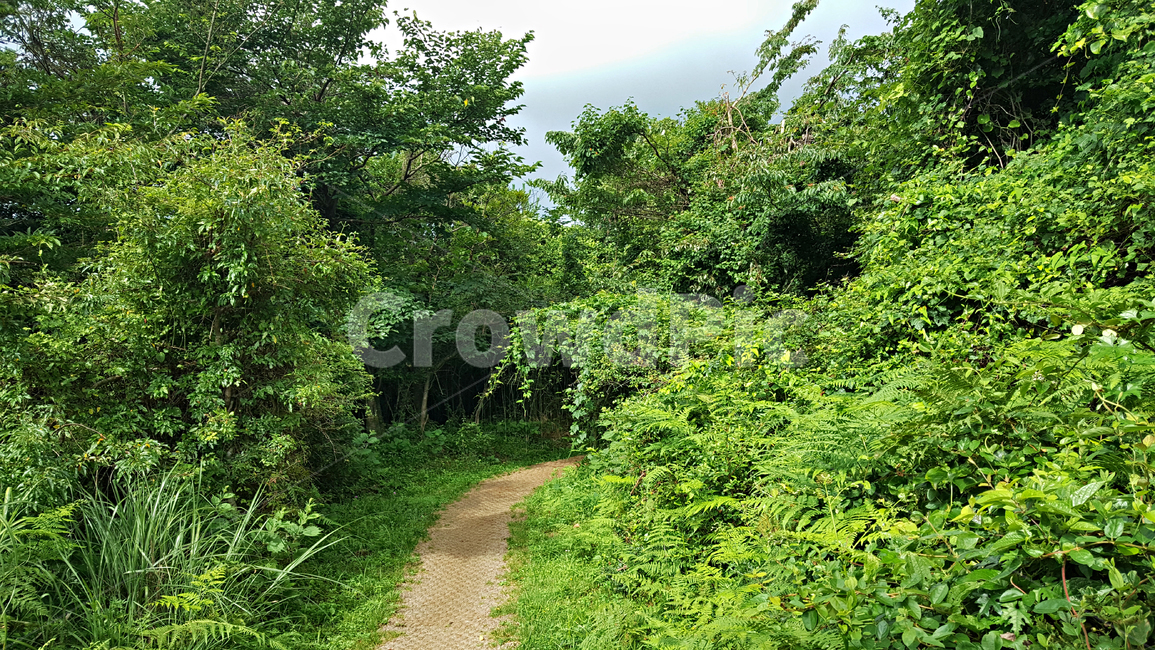 숲,나무,나뭇잎,식물,plant,tree,vegetation,초목,treetrunk,나무줄기,outdoors,옥외,woodland,삼림지,land,nature,자연,forest