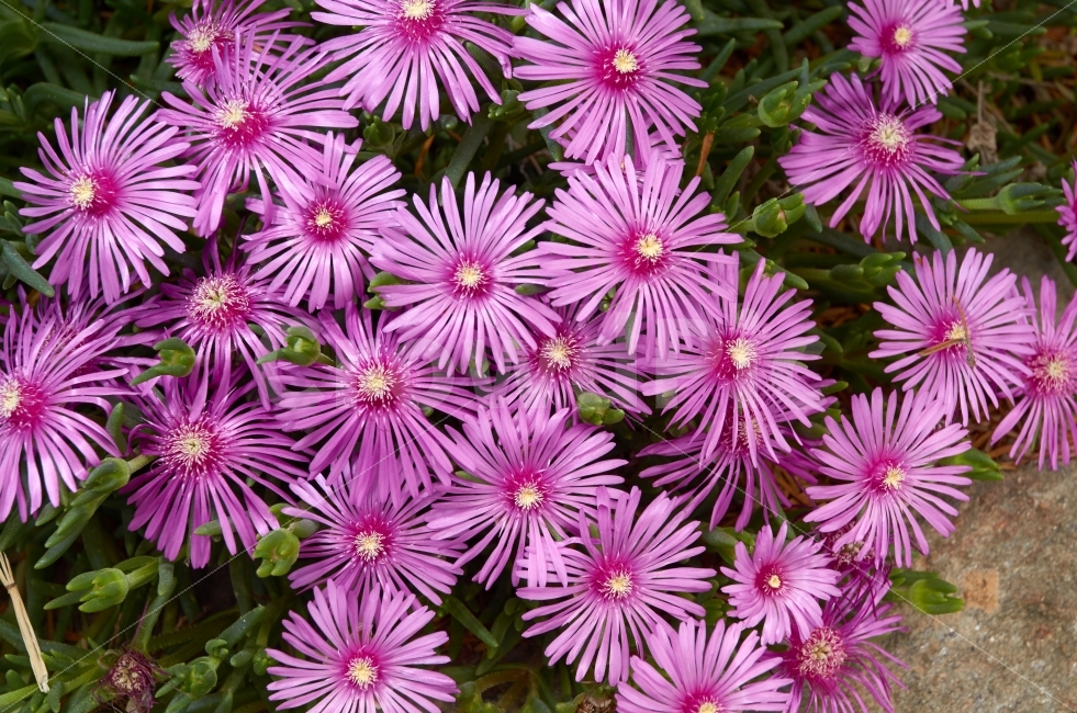 송엽화,핑크,꽃,초화,핑크꽃,육종,식물,자연,plants,nature,꽃,flower