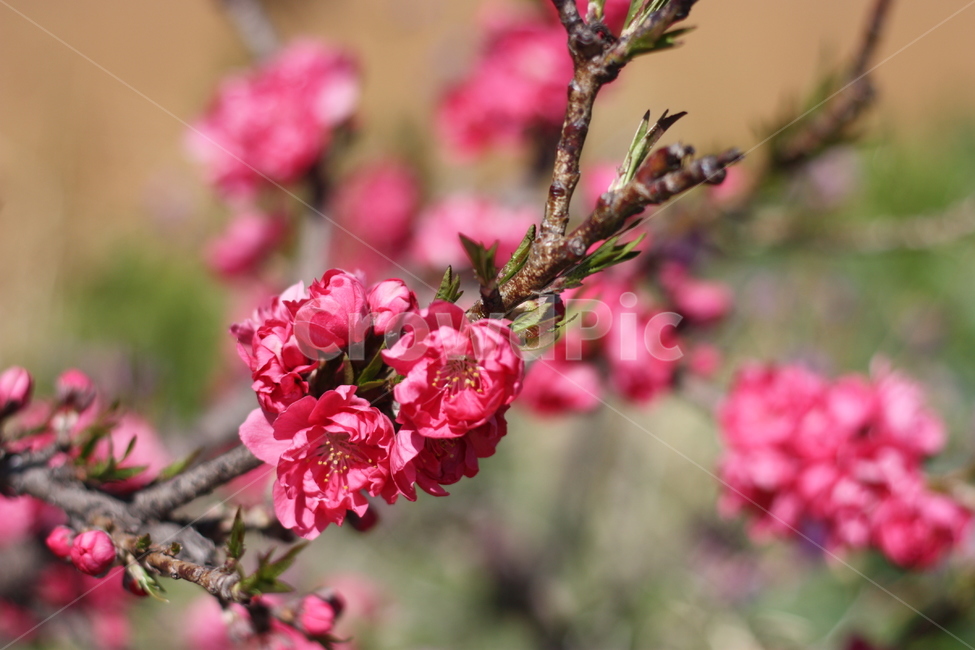 동백꽃,꽃,flower,봄,빨간꽃,natural,빨간색,꽃봉우리,나뭇가지,자연,꽃잎,국내여행,시즌,계절,감성,붉은,여행,산책,생태,식물,nature,plant