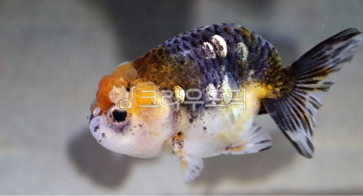 물고기,수족관,어항,반려물고기,엔젤피시,sealife,fish,animal,동물,water,물