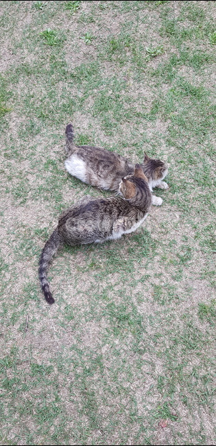 고양이,cat,길고양이,동물,kitty