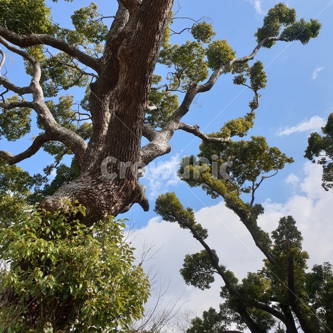 plant,식물,treetrunk,나무줄기,tree,나무,소나무,푸른하늘,웅장함,울창함,거대함,giant