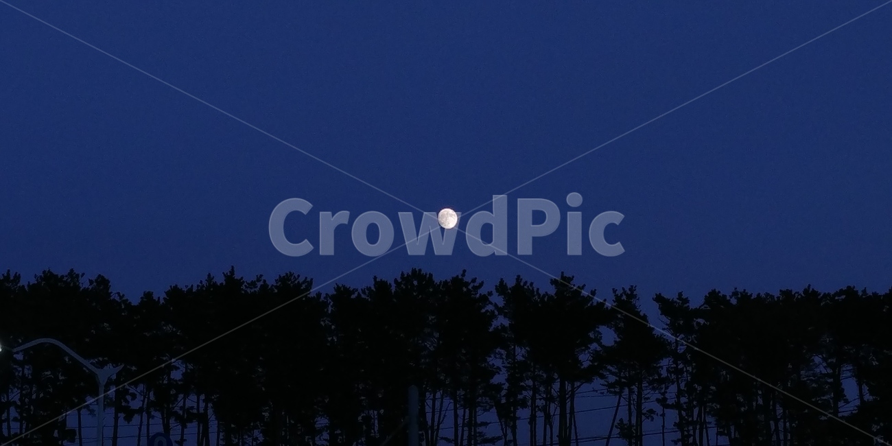 밤,달,보름달,달뜬밤,달무늬,자연,풍경,nature,landscape,야경,밤,nightscape,night,식물,plants,나무,trees,wood,실루엣,그림자,silhouette,shadow,outdoors,옥외
