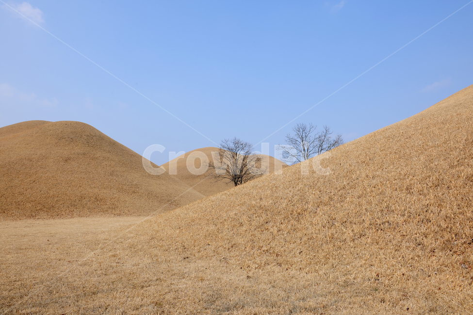 경주,능,무덤,나무,하늘,구도,목초지,outdoors,언덕