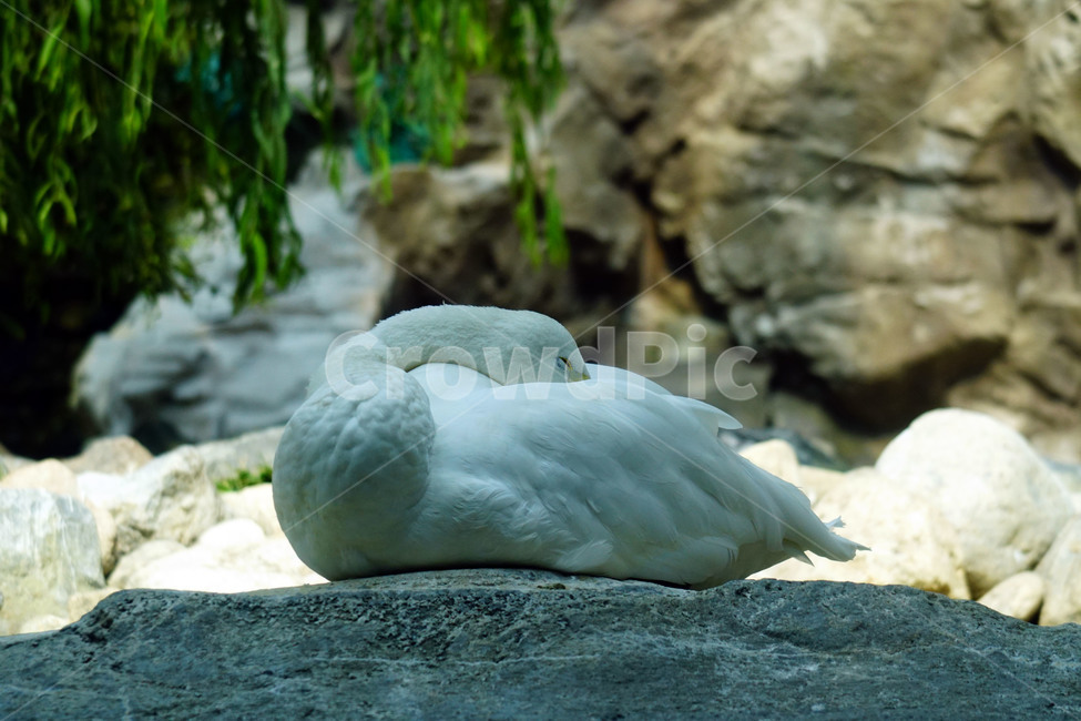 고니,오리,백조,새,동물,조류,animal,bird,자연,nature,swan,순수,동물,animal,조류,새,birds
