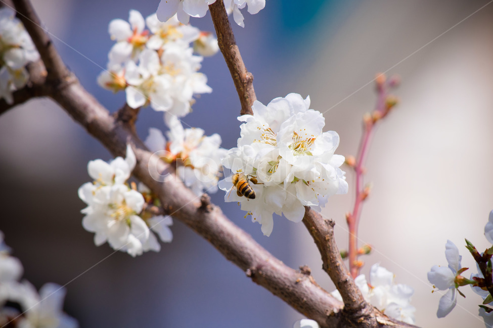 plant,식물,cherryblossom,벚꽃,꽃