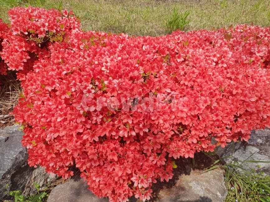 봄,꽃,plant,식물,향기
