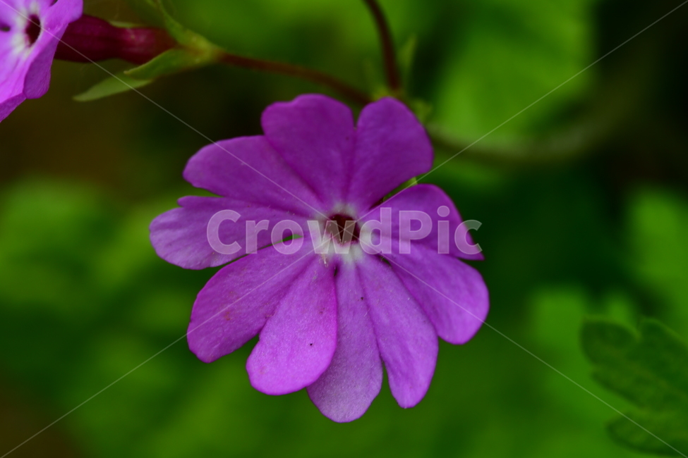 꽃,야생화,자연,식물,풍경,식물,자연,plants,nature,꽃,flower