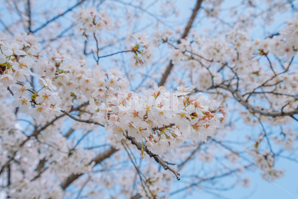 벚꽃,봄,자연,꽃,나무,하늘,korea,cherryblossom,flower,spring,봄,계절,spring,season,식물,자연,plants,nature,꽃,flower,감성,sensible,feeling,plant,blossom
