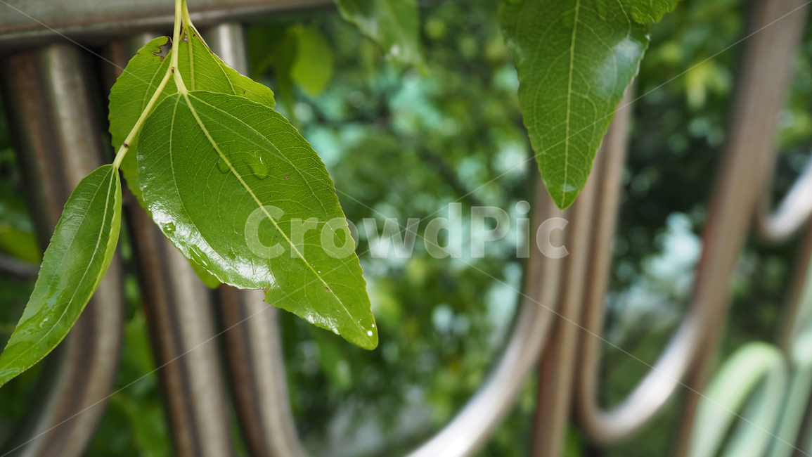 식물,야외,그린,plants,outdoors,green,식물,자연,plants,nature