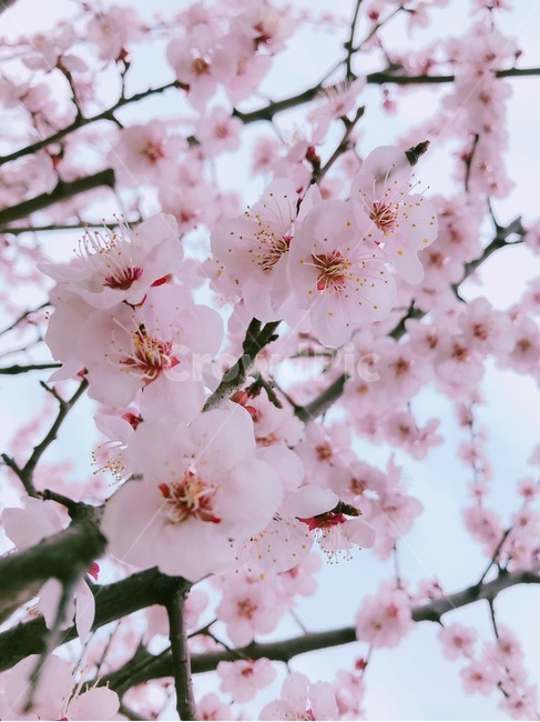 봄,벚꽃,사랑,분홍,핑크,하늘