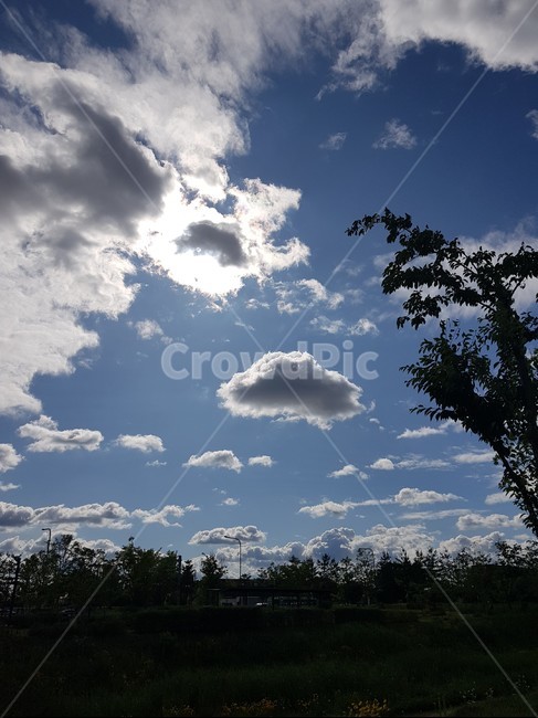하늘,날씨,구름,나무,맑음,weather,sky,tree