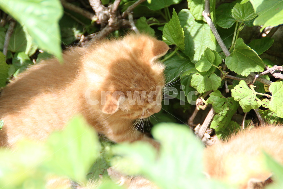 고양이,치즈,치즈고양이,새끼,초록,녹색,풀,잔디,풀밭,cat,동물,animal,포유류,mammal,고양이,cat,kitten,kitty