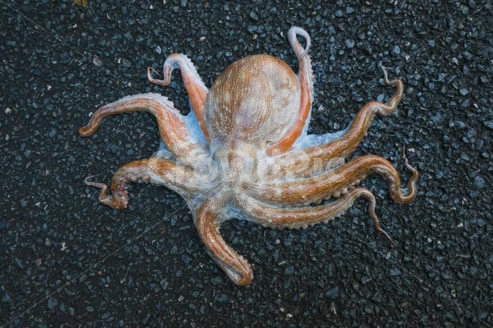 동물,문어,식재료,해산물,octopus,animal,foodreserves,seafood,수산물,해산물,fishery products,seafood