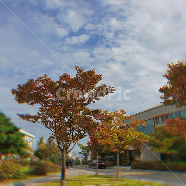 나무,가을,하늘,구름,식물,가을,계절,fall,autumn,season,tree,plant,car,차,transportation,교통,vehicle,차량,automobile,자동차