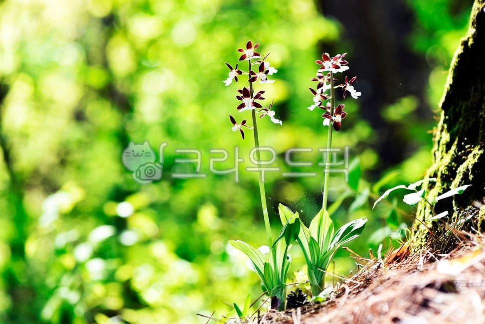 식물,여러해살이풀,봄꽃,새우난,난초과,꽃