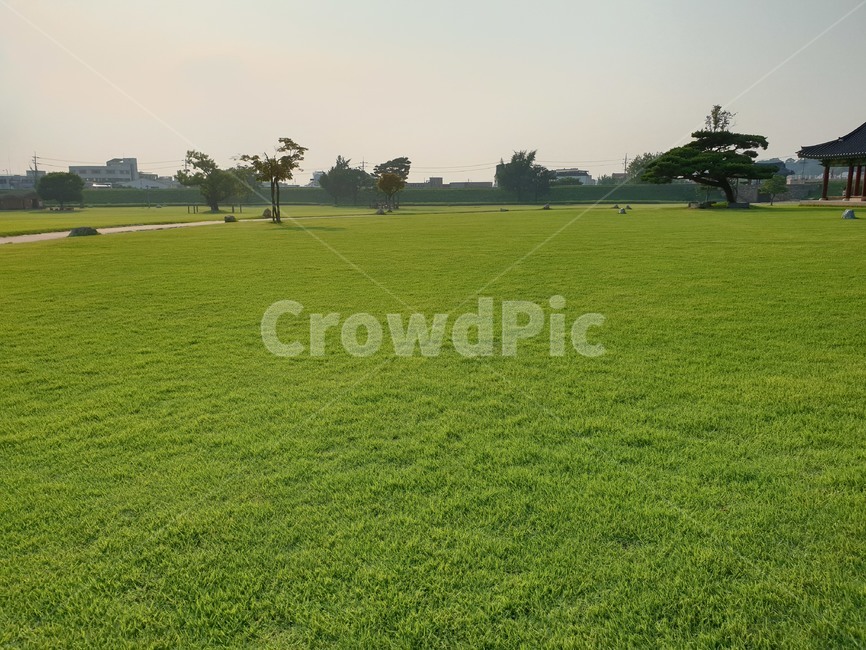 grass,plant,식물,lawn,잔디