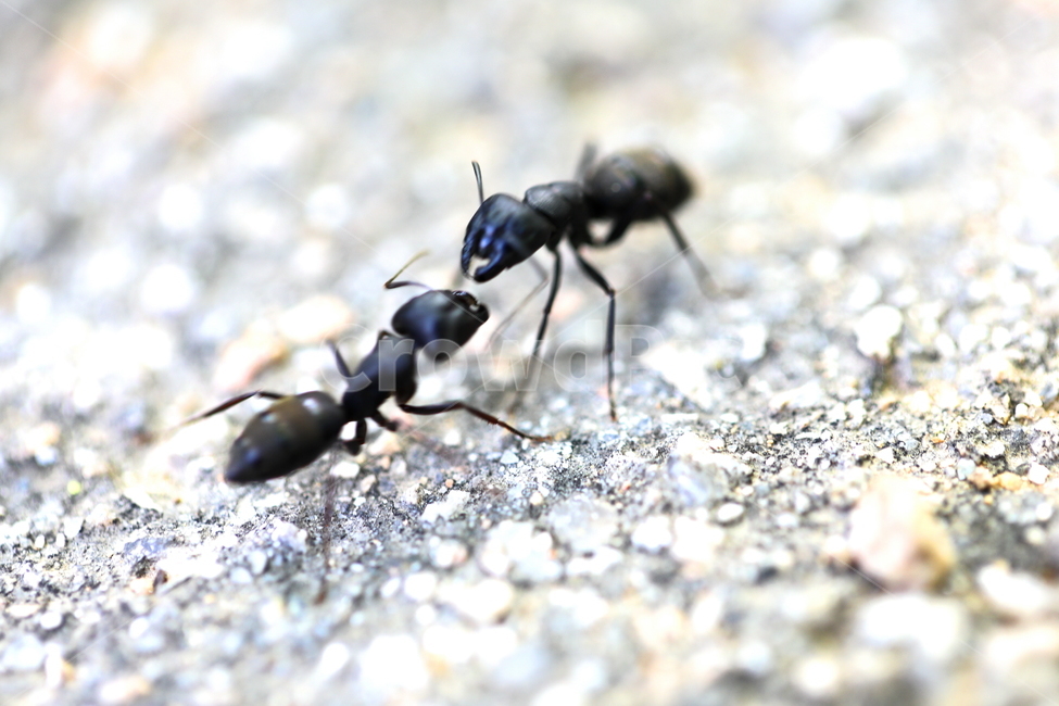 개미,곤충,동물,벌레,자연,동물,animal,곤충,벌레,insect,bug