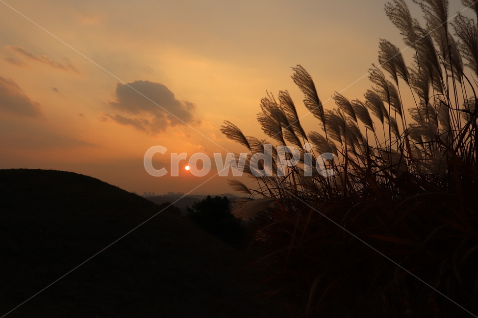 가을,억새풀,하늘,구름,해,sun,풍경,가을,계절,fall,autumn,season,grass,잔디,plant,식물,nature,자연,outdoors,옥외,sky,dawn,새벽,sunset,일몰,dusk,황혼,red sky,붉은 하늘