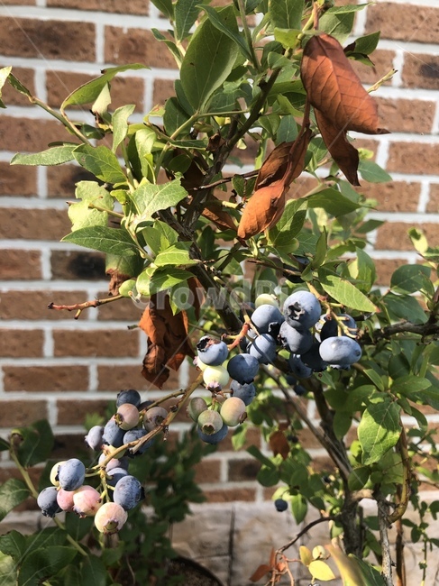 blueberry,과일,fruit,식물,plant,블루베리,food,음식