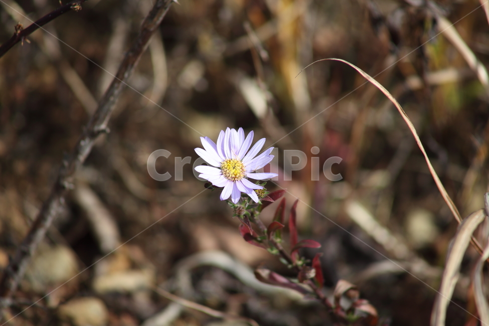 쑥부쟁이,꽃,식물,야생화,asteryomena,식물,자연,plants,nature,꽃,flower