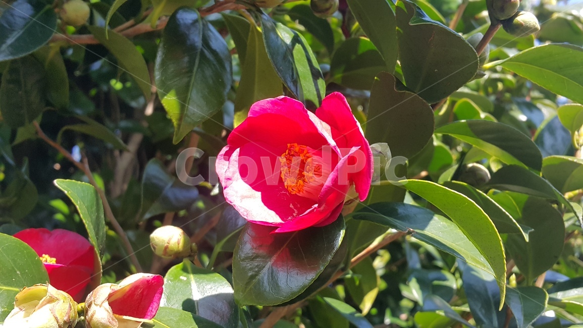 동백,동백꽃,겨울꽃,식물,붉은색,식물,자연,plants,nature,꽃,flower