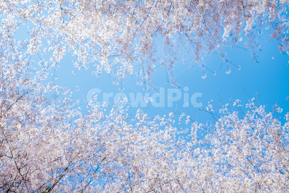 봄,벚꽃,하늘,꽃,자연,spring,flower,봄,계절,spring,season