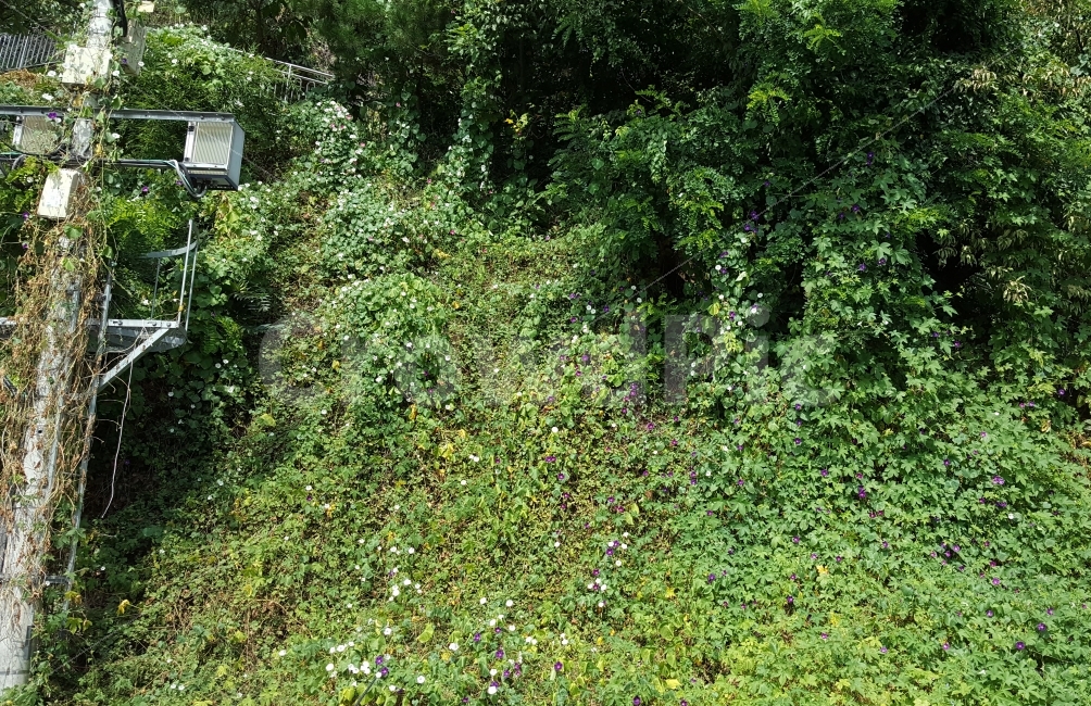나팔꽃,꽃,flower,담벼락,예쁜,자연,풍경,nature,landscape