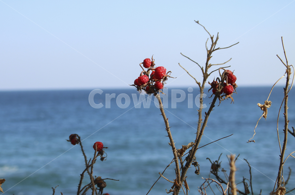 plant,식물,빨간,붉은,red,푸른,파란,blue,바다,하늘,열매,sky,sea,beach,해변,tree,나무