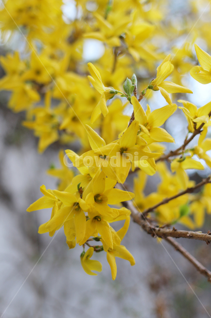 봄,꽃,봄꽃,개나리,자연,봄,계절,spring,season,식물,자연,plants,nature,꽃,flower,plant,blossom